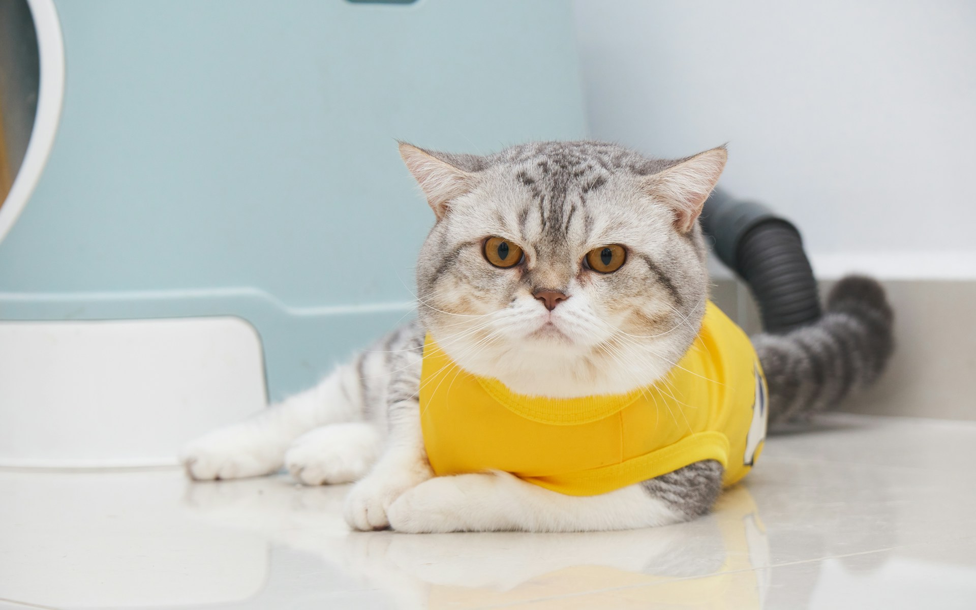 238. AI - british-shorthair-vs-munchkin-2