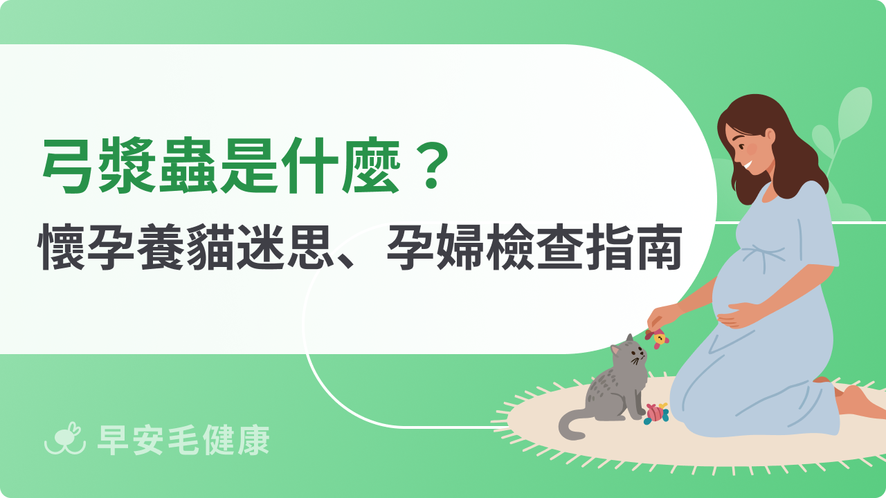 弓漿蟲是什麼?懷孕可以養貓嗎?破解 3 大傳染迷思與孕婦檢查須知