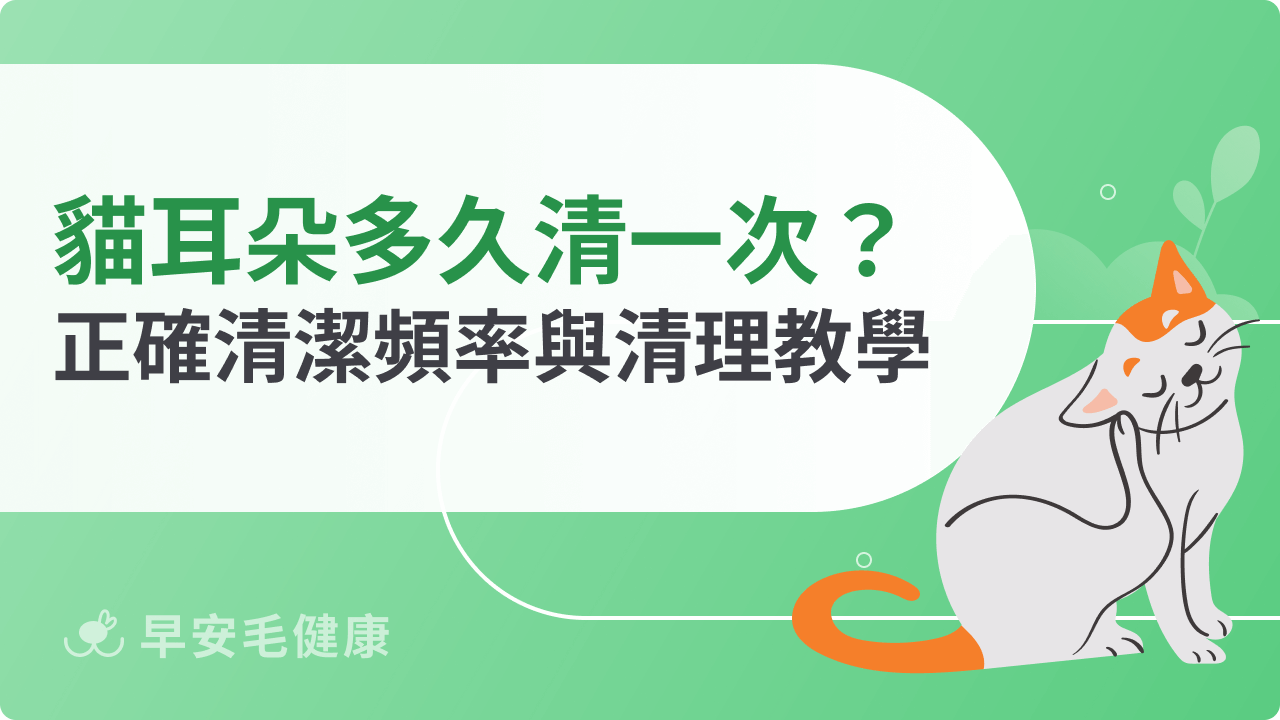 貓咪耳朵多久清一次?正確清潔頻率與清理步驟教學