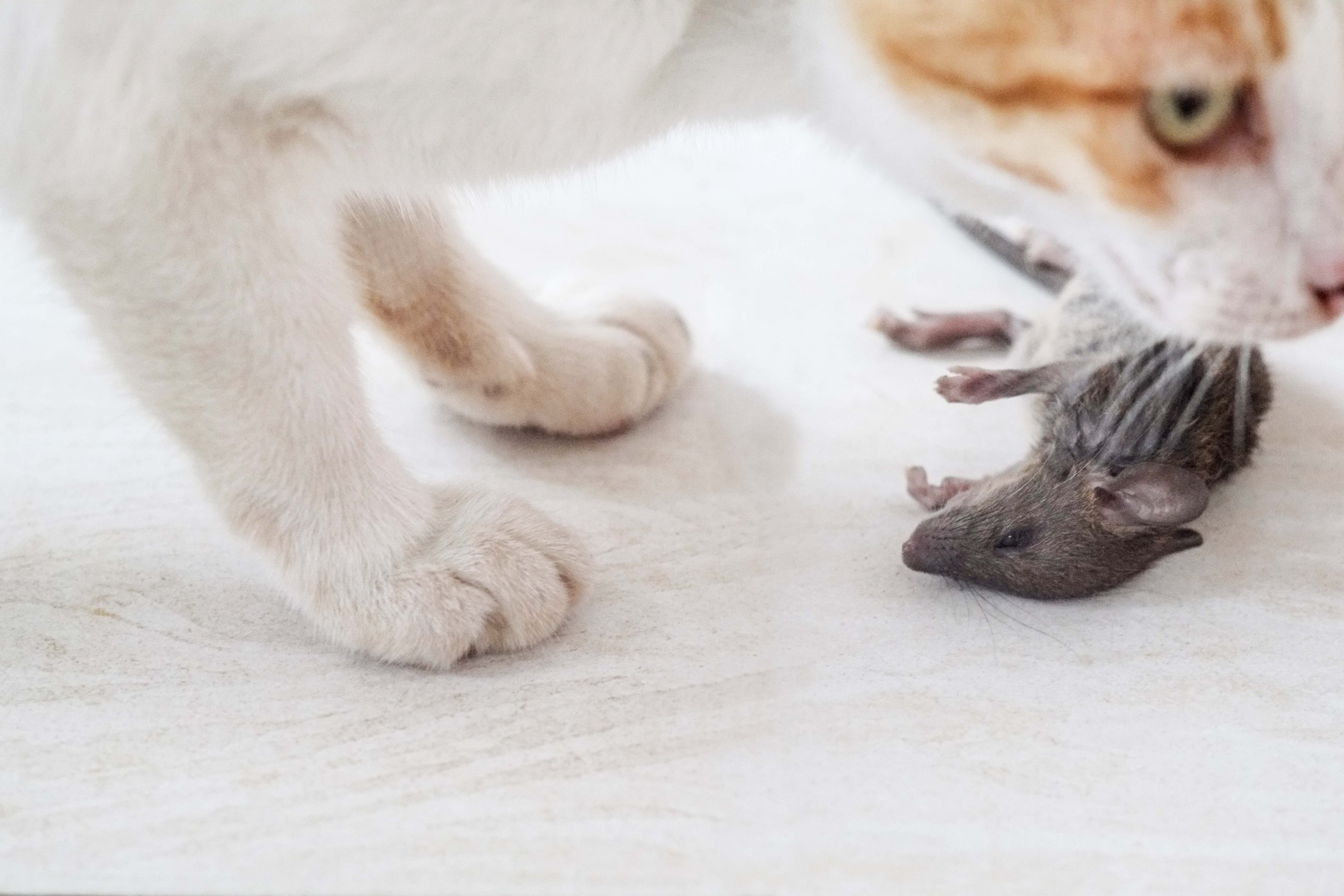 24.why-cats-hunt-mice-1