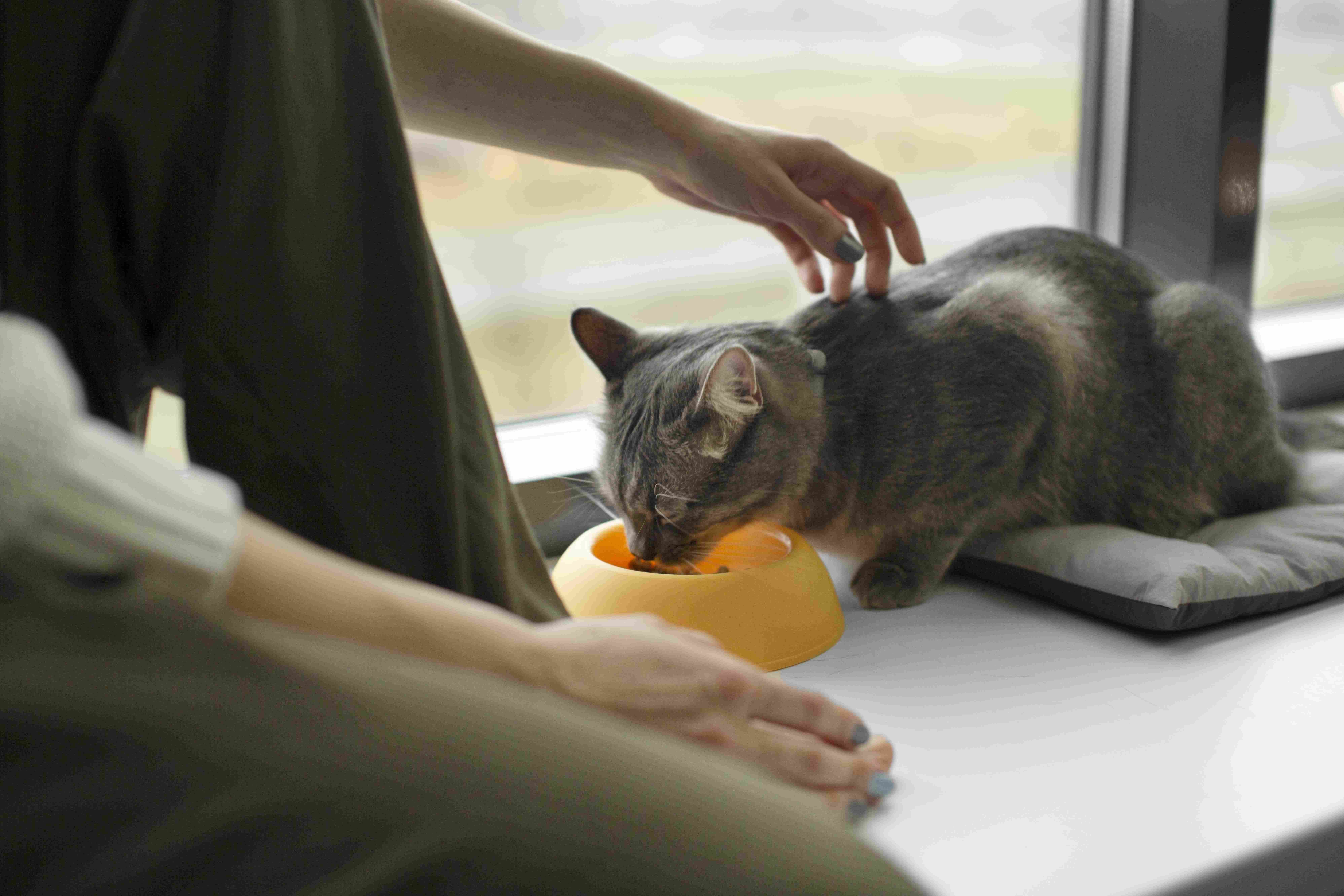 cost-of-raising-a-cat-per-month-2