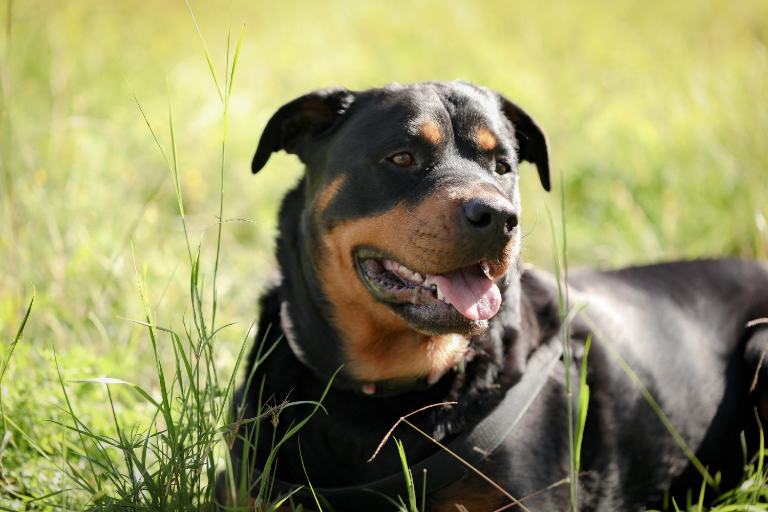 43.rottweiler-guide-1