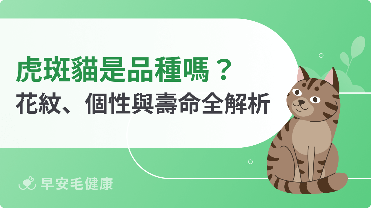 虎斑貓是品種嗎?花紋種類、個性特徵與壽命全解析!