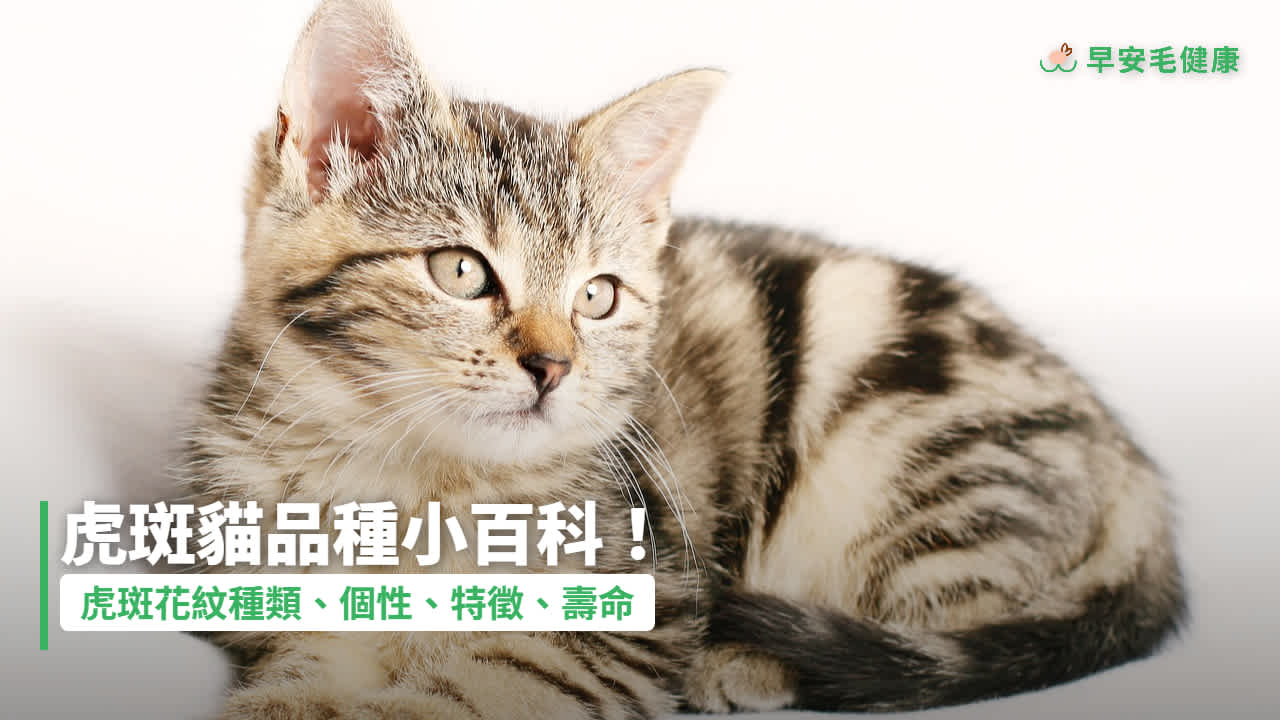 虎斑貓好養嗎?虎斑貓花紋種類、個性特徵、疾病與壽命全解析!