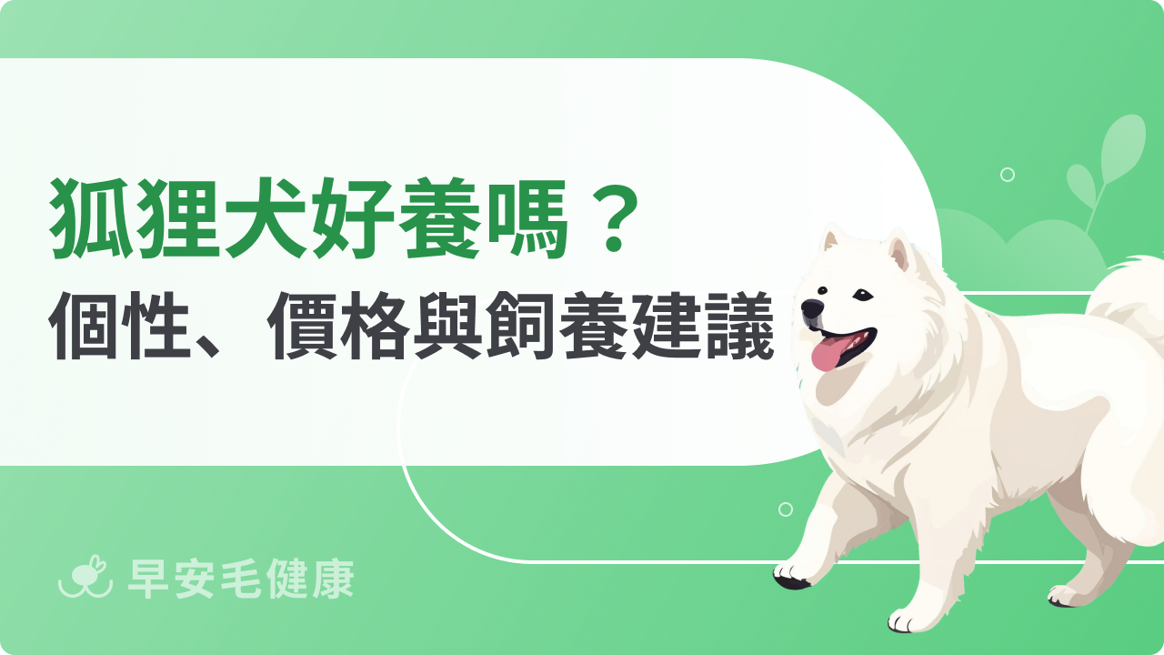 狐狸犬好養嗎?個性、價格、常見疾病與訓練重點全解析
