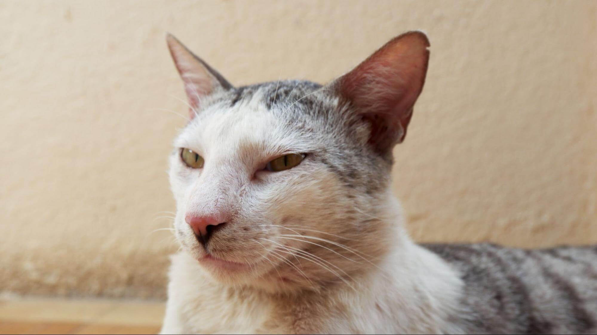 35. AI - cat-tears-stains-1