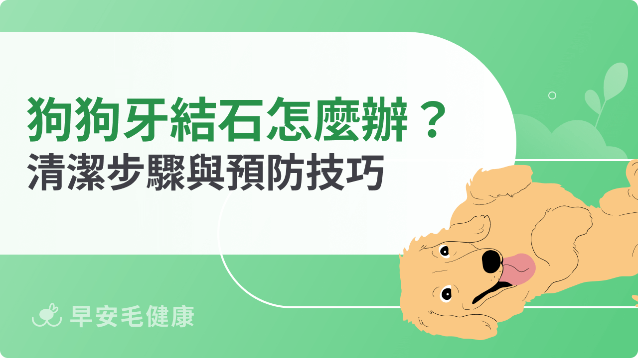 狗狗牙結石怎麼辦?去除方法、預防技巧與清潔步驟一次看