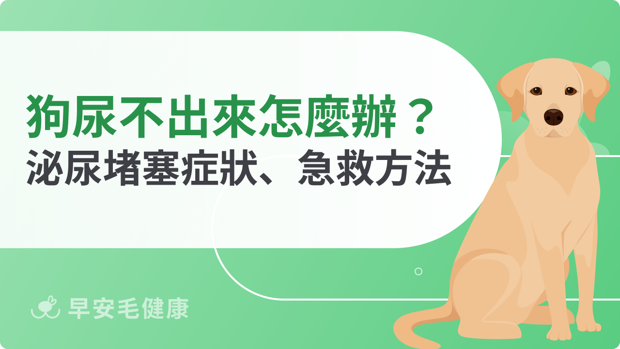 狗狗尿不出來怎麼辦?泌尿堵塞症狀、急救方法整理