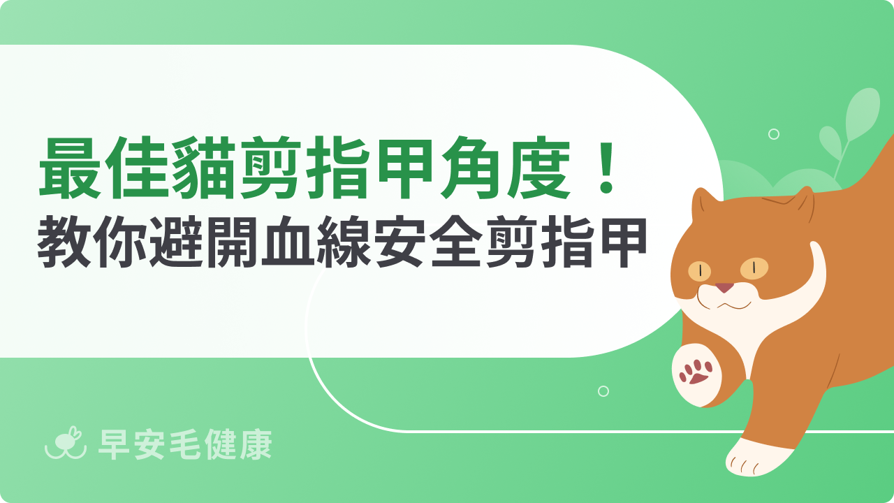 貓剪指甲角度怎麼拿捏?避開血線、安全輕鬆一步到位