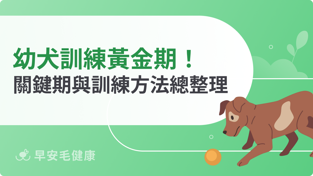 幼犬訓練黃金期別錯過!學習關鍵期與訓練方法總整理