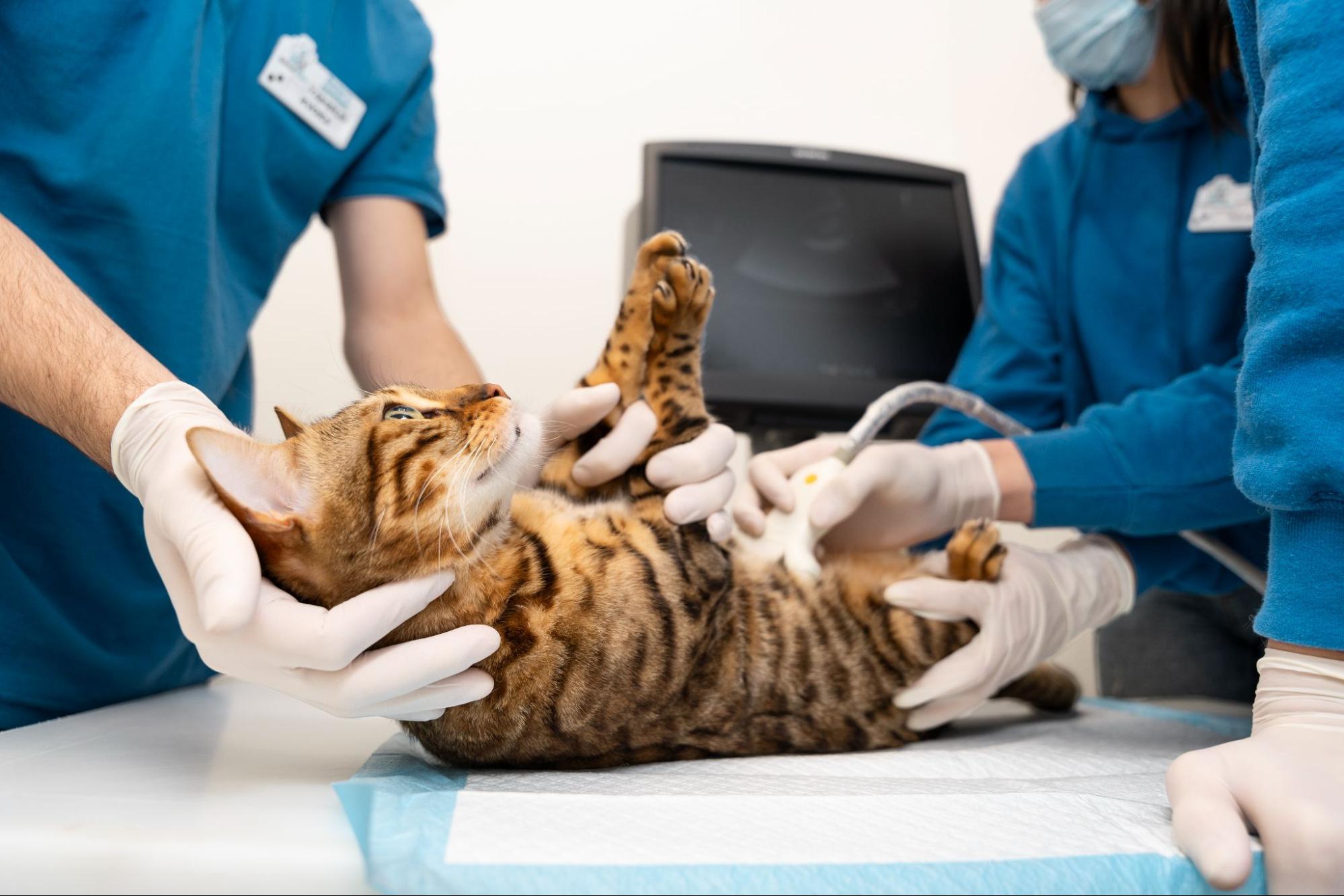 72. AI - how-old-can-a-female-cat-be-spayed