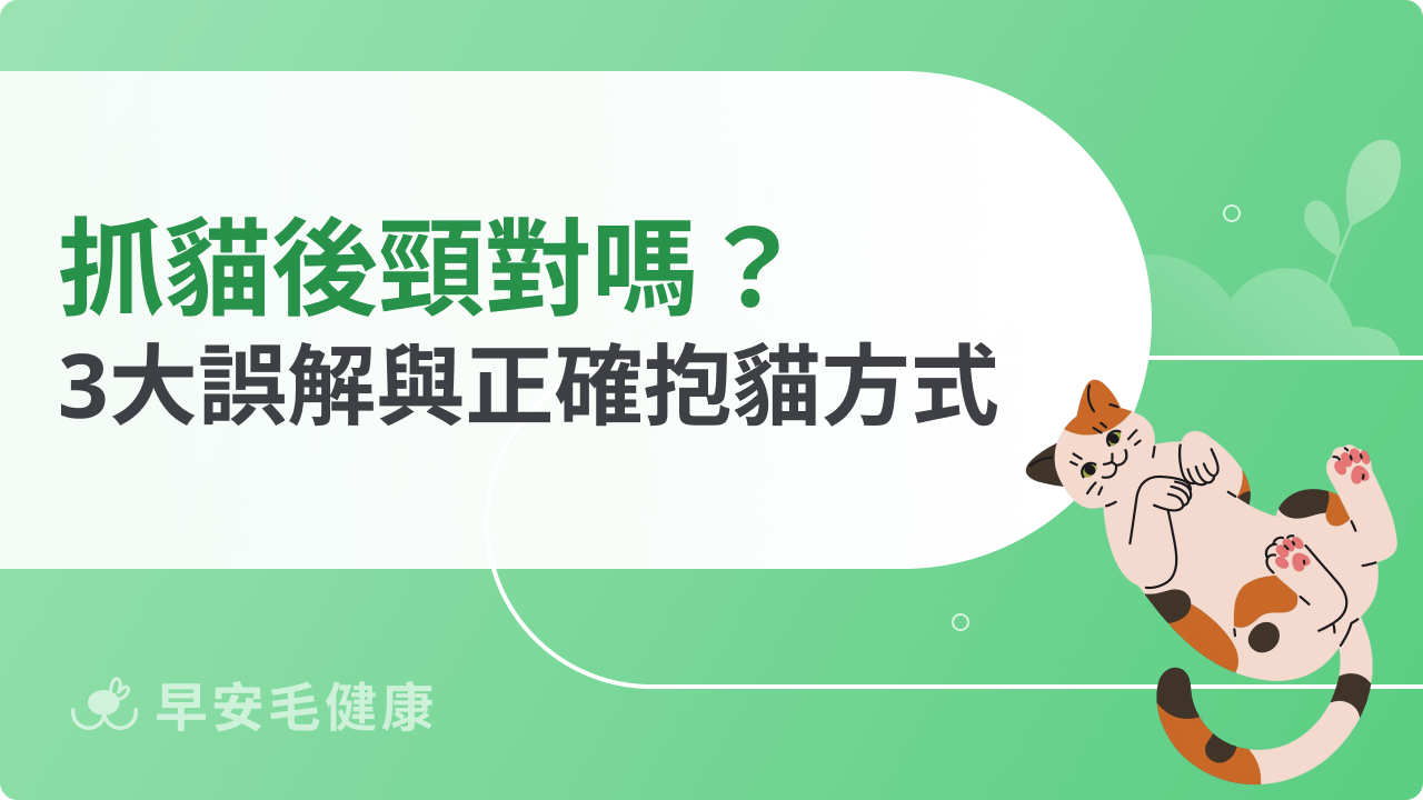 抓貓後頸對嗎?3大常見誤解與正確抱貓方式