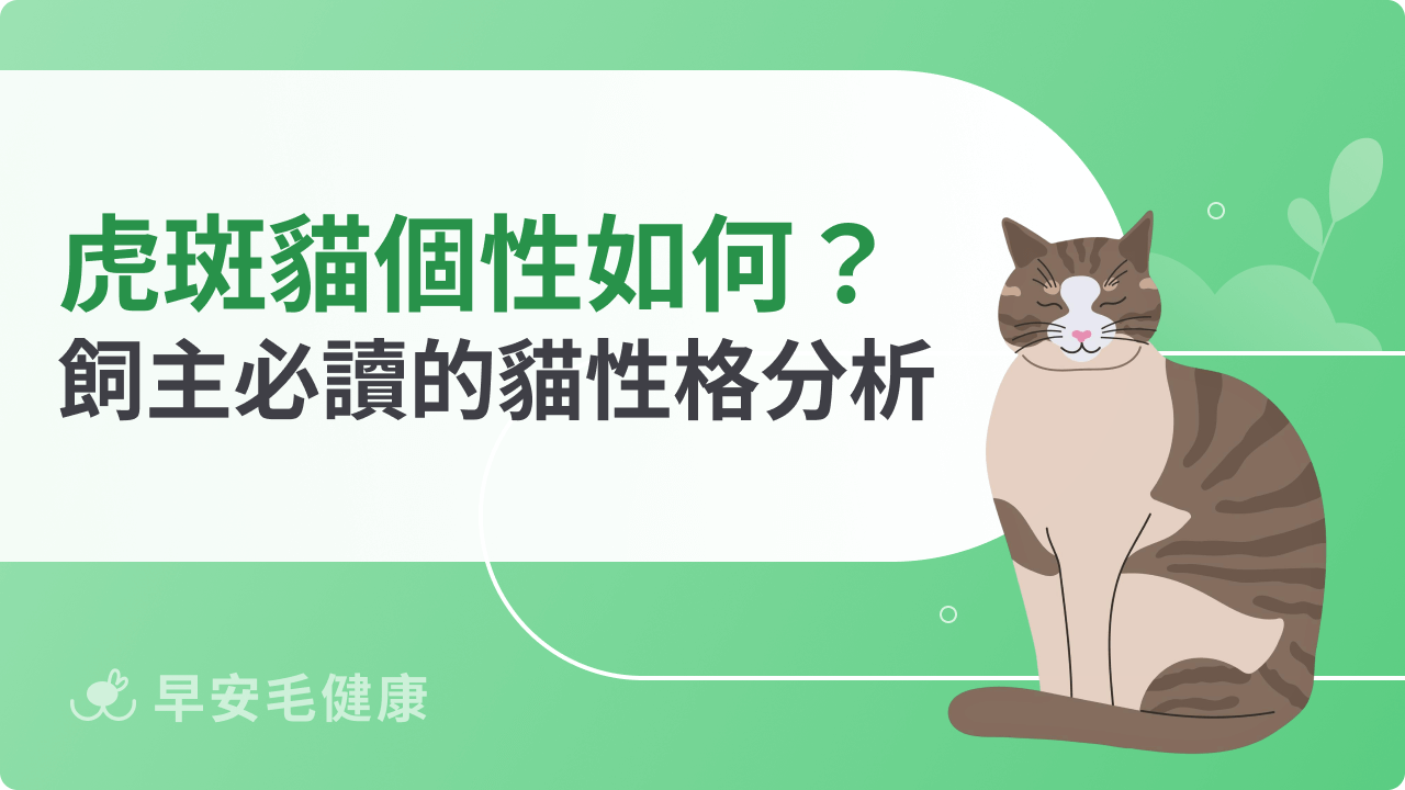 虎斑貓個性探索：活潑好動還是安靜內向？飼主必讀的性格分析