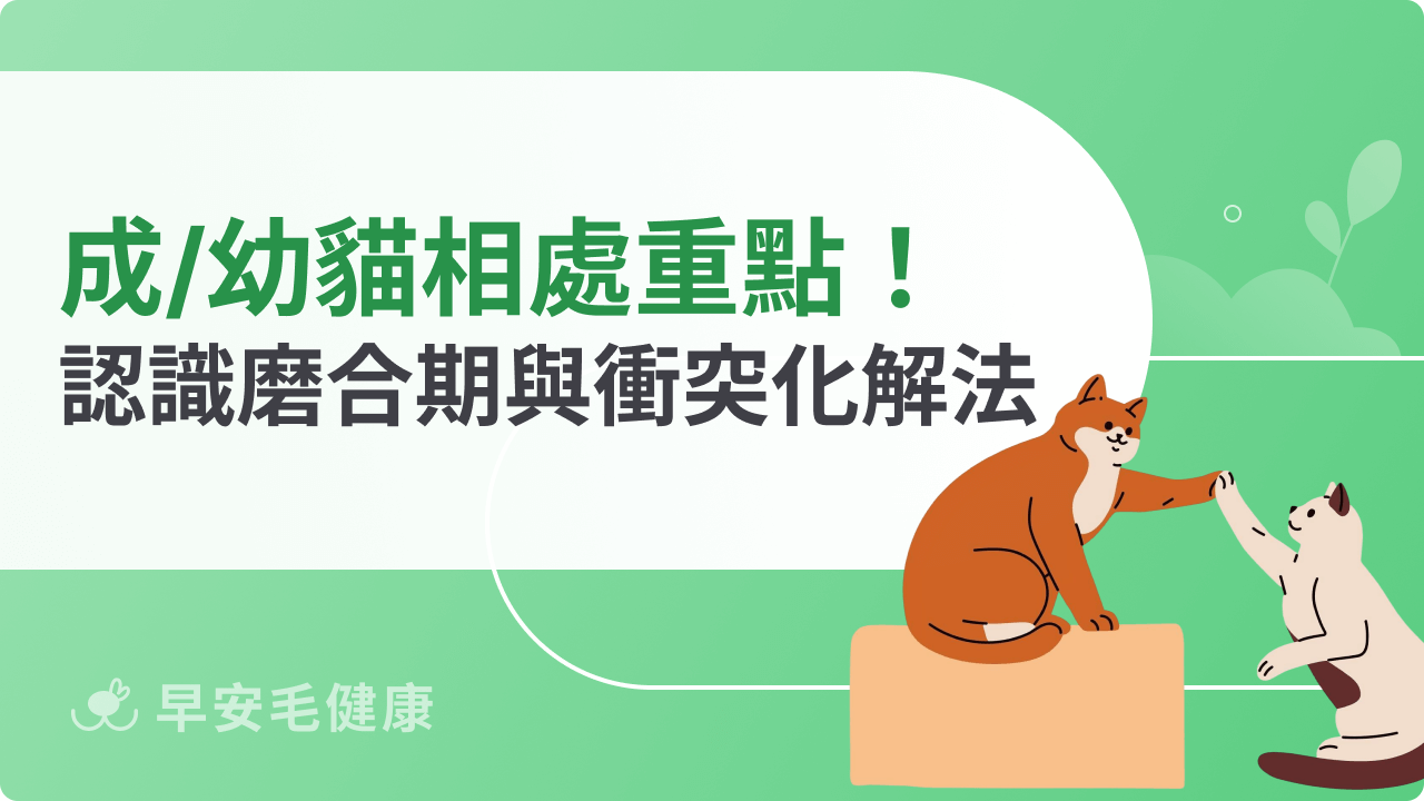 成貓幼貓相處觀察重點!認識磨合期與常見衝突化解法