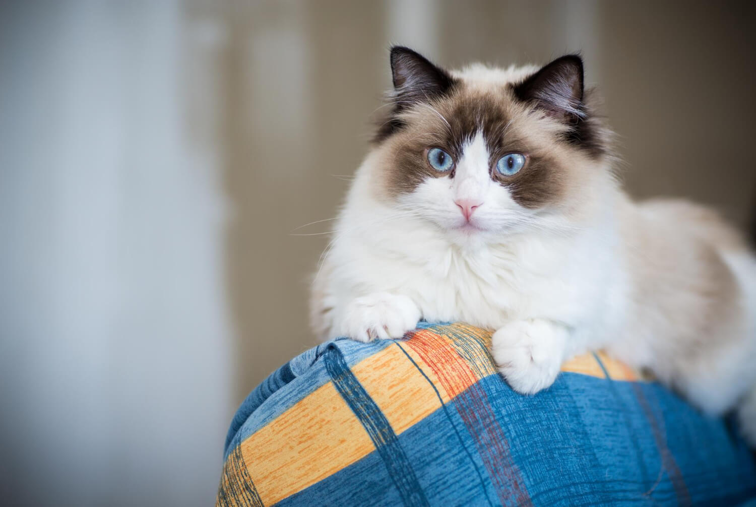1.ragdoll-guide-1
