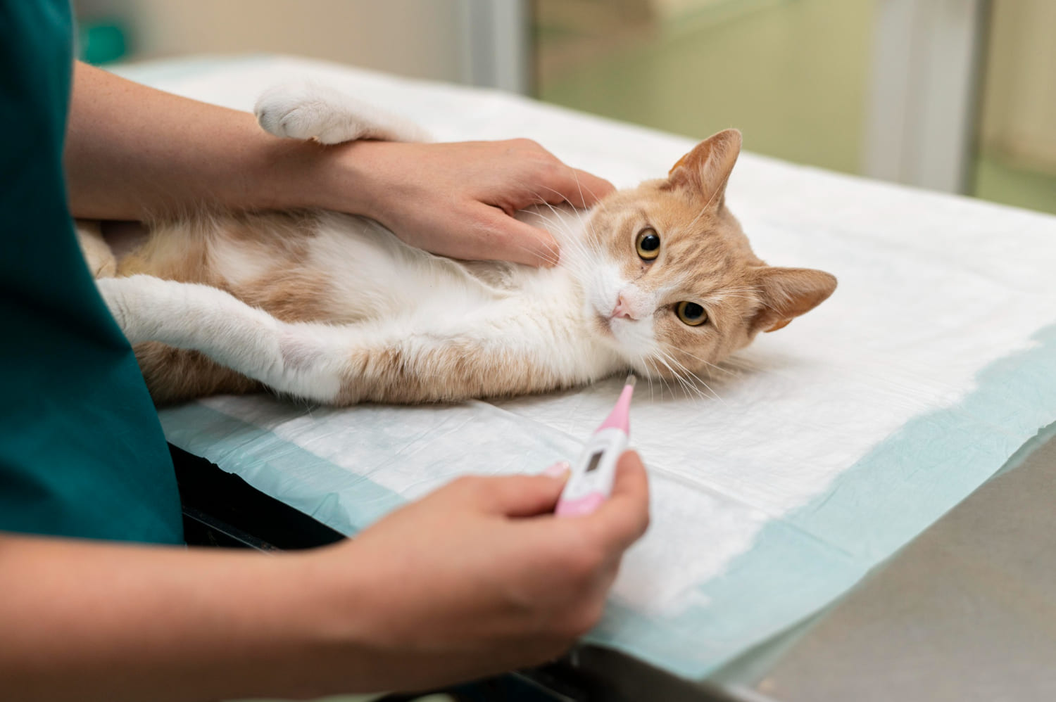 7.what-is-fiv-1