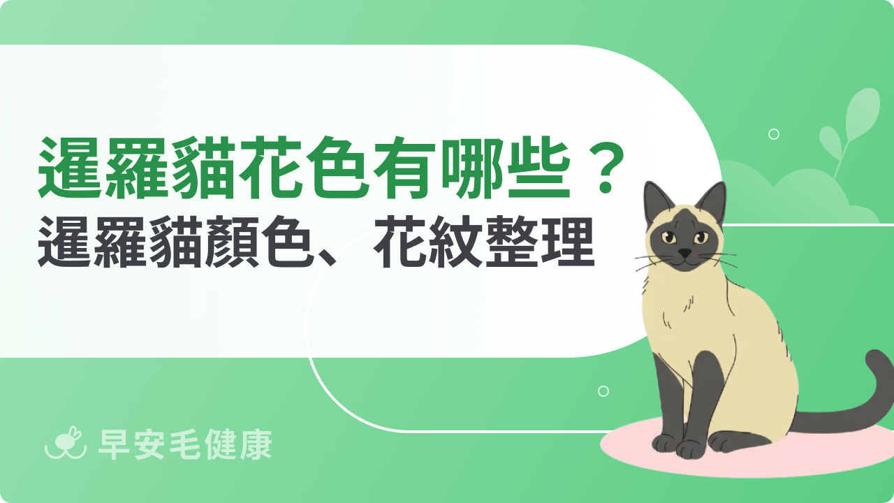 暹羅貓花色有哪些?暹羅貓顏色、花紋整理