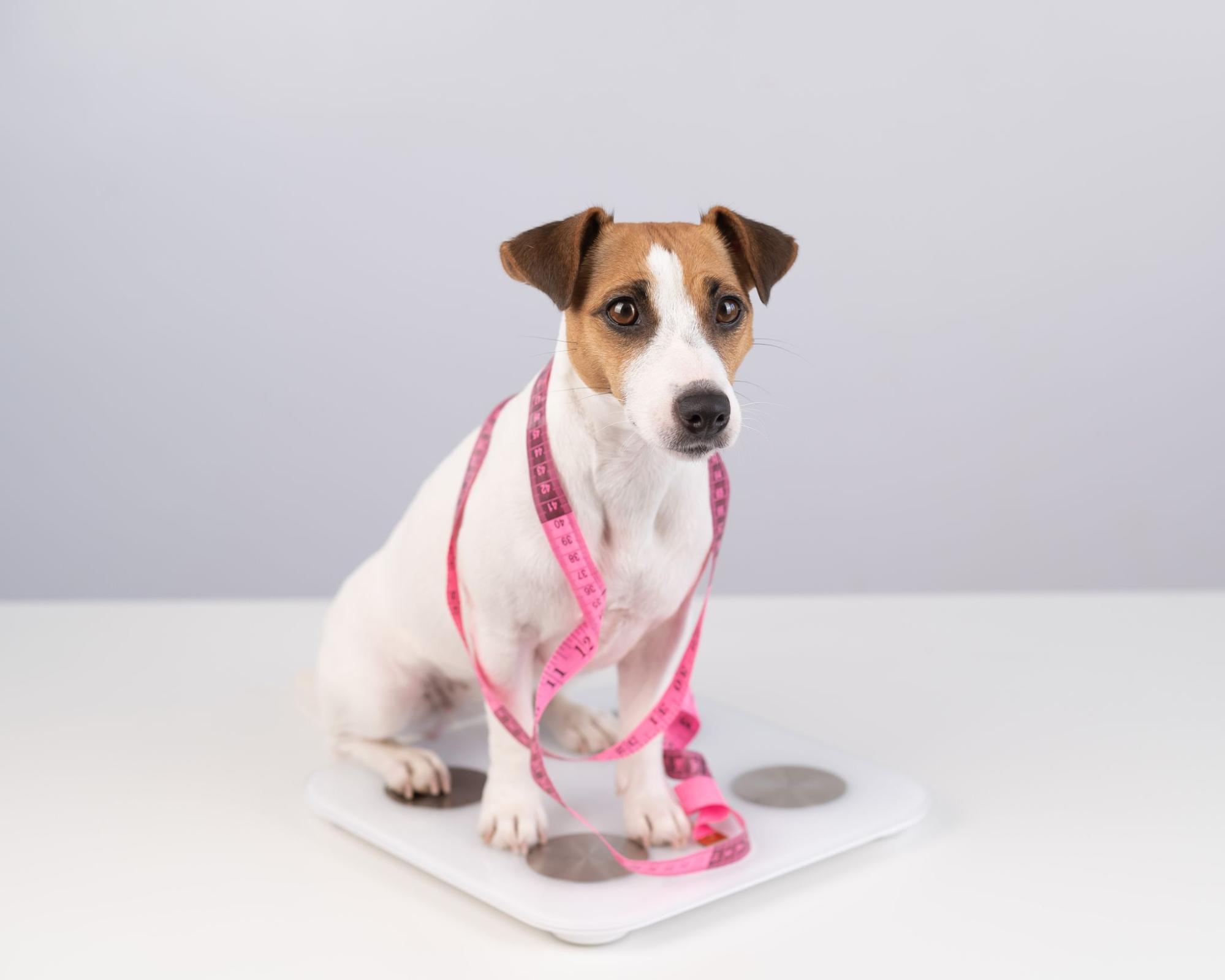 82. AI - dog-weight-loss-guide-1