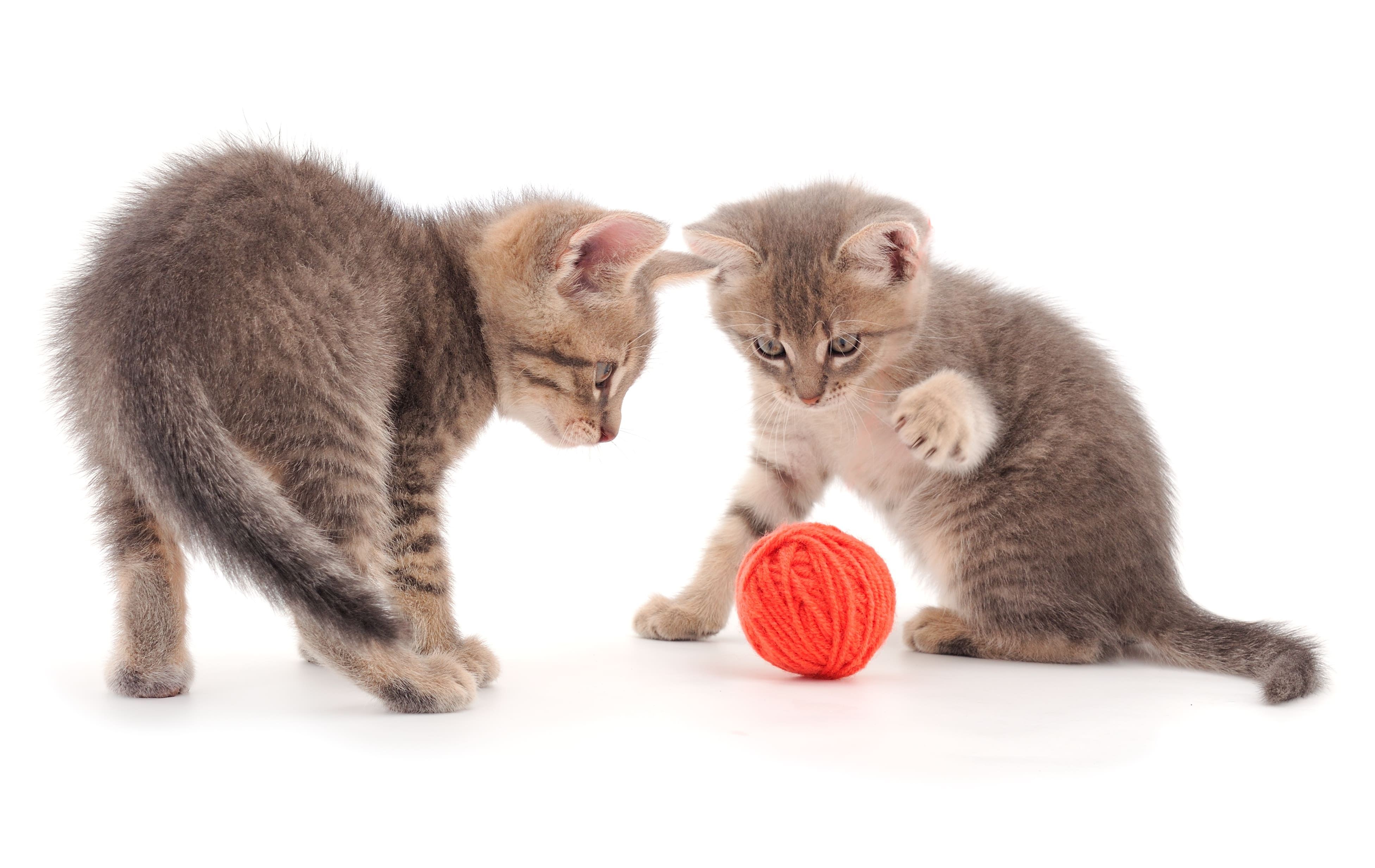 cost-of-raising-a-cat-per-month-3