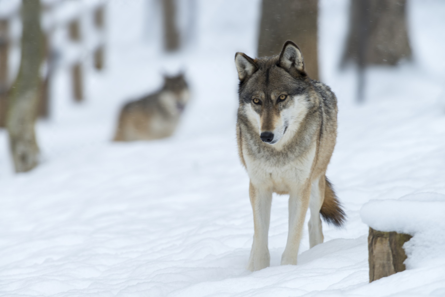 226. AI - husky-vs-wolf-1