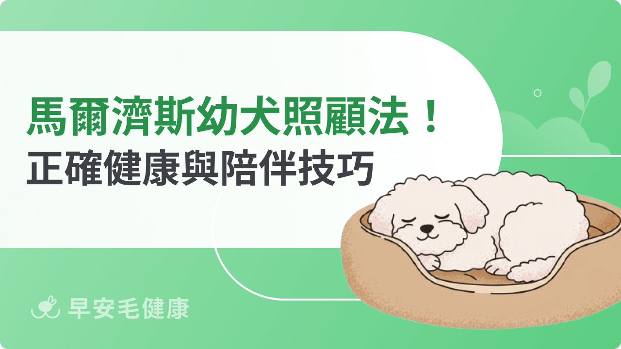 馬爾濟斯幼犬照顧指南!飼主必學的健康與陪伴技巧