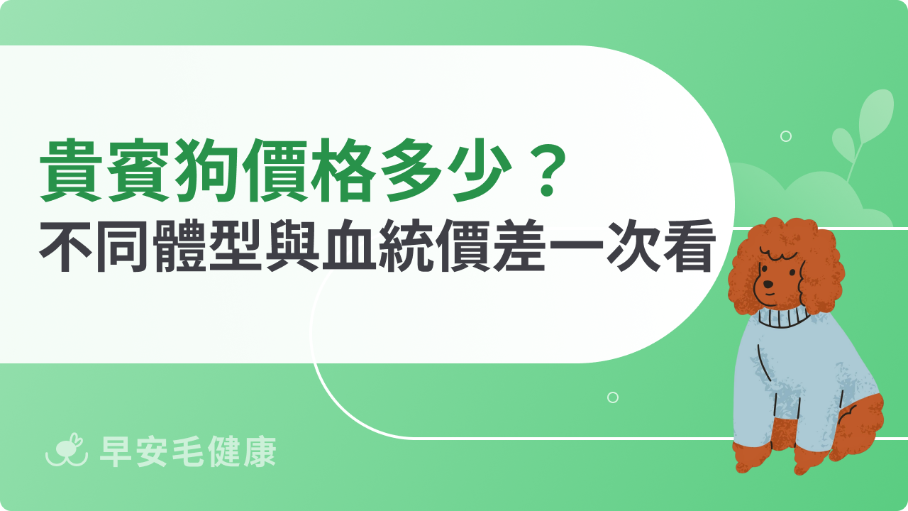 貴賓狗價格多少?不同體型與血統價差一次看懂
