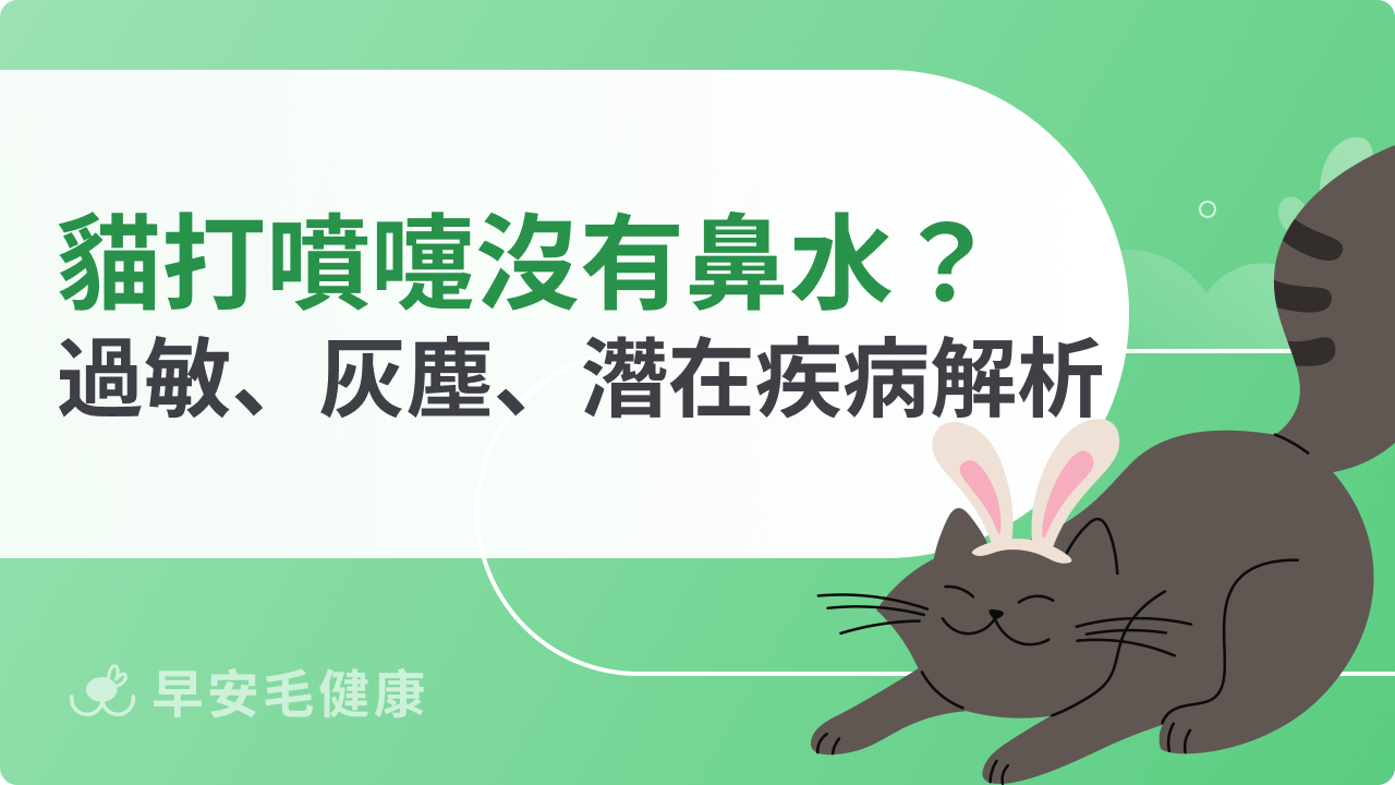 貓打噴嚏沒有鼻水要緊嗎?過敏、灰塵、潛在疾病解析