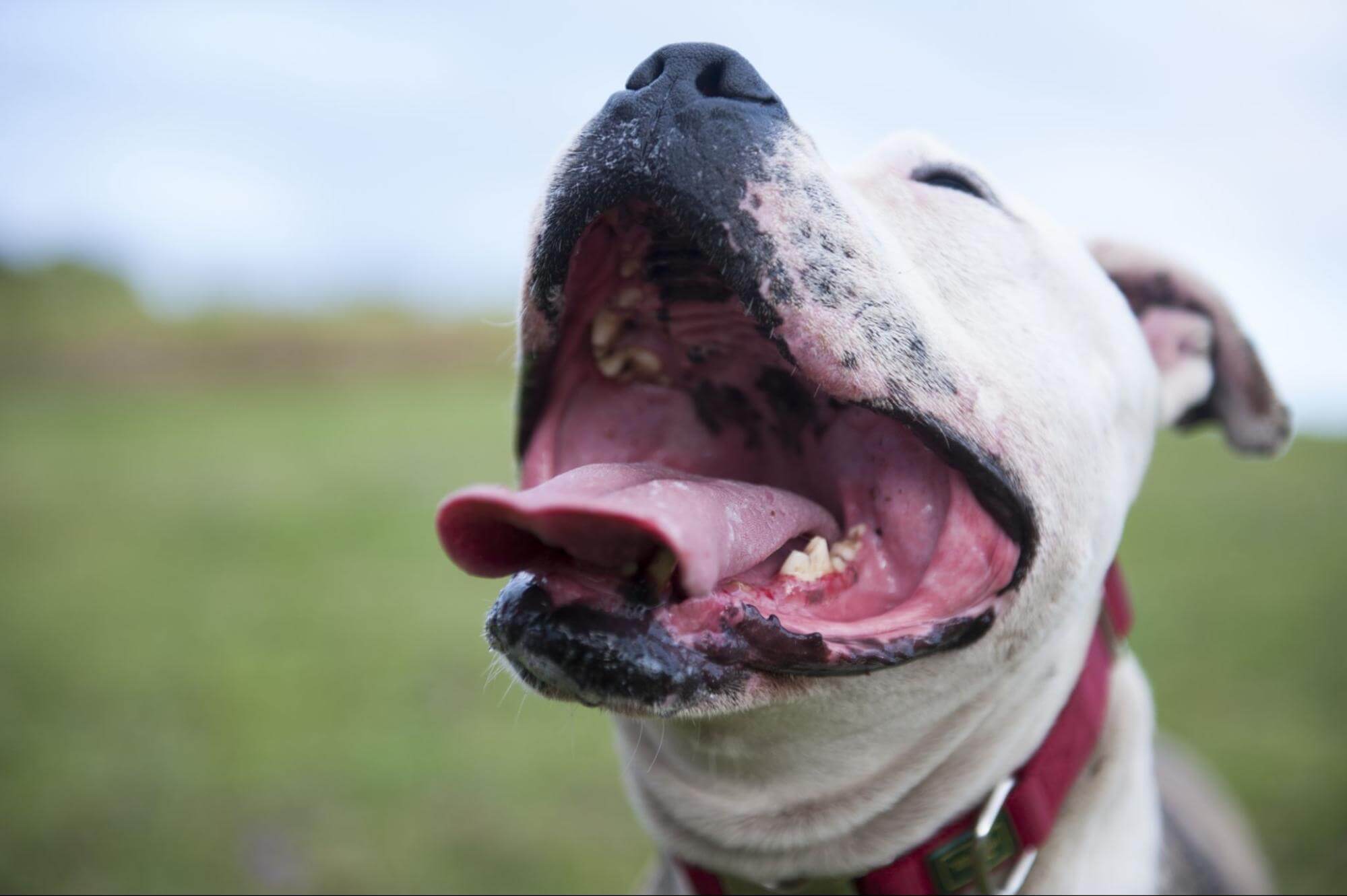 87. AI - dog-bad-breath-1