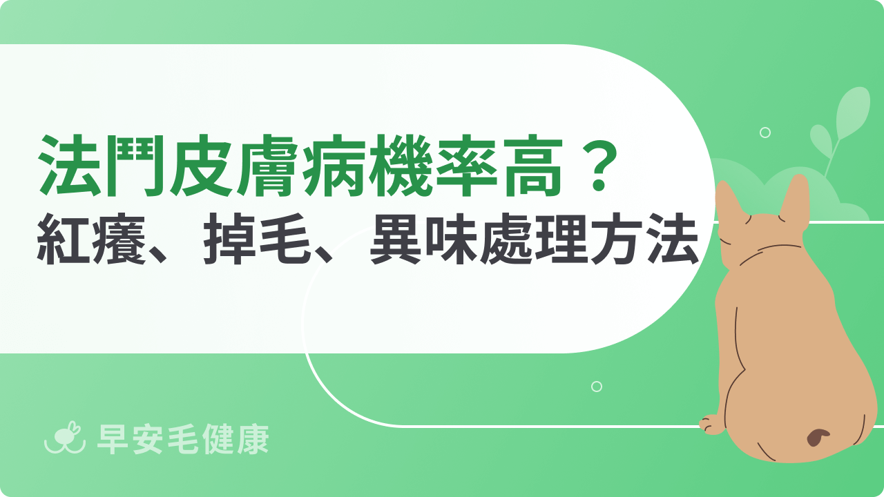 法鬥皮膚病機率高嗎?紅癢、掉毛、異味出現時你該採取的行動