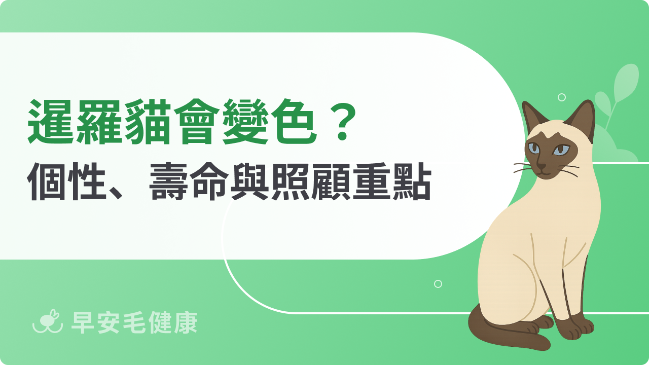 暹羅貓會變色?了解暹羅貓個性、壽命、領養與照顧重點
