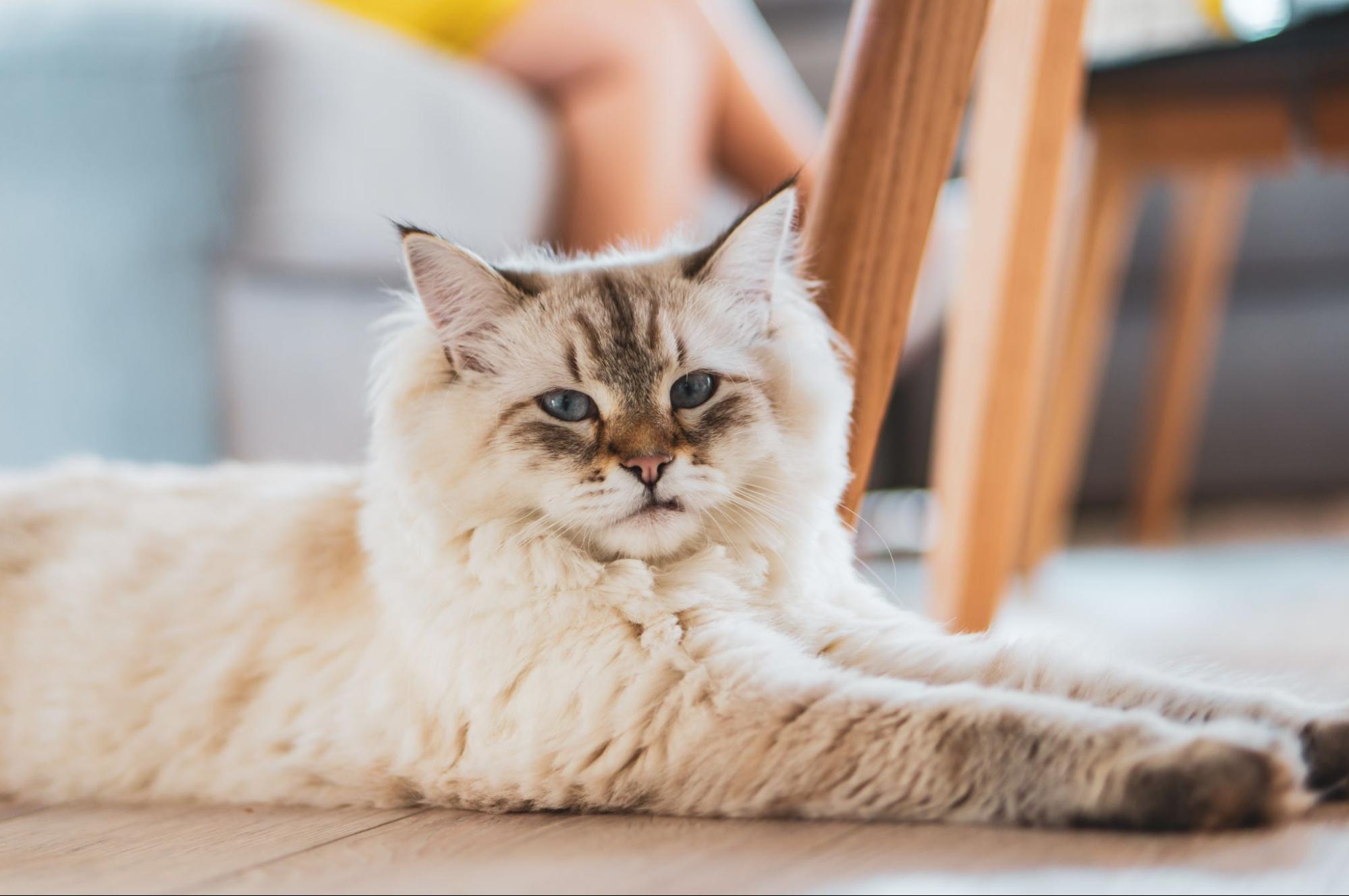 214. AI - maine-coon-cat-price-1