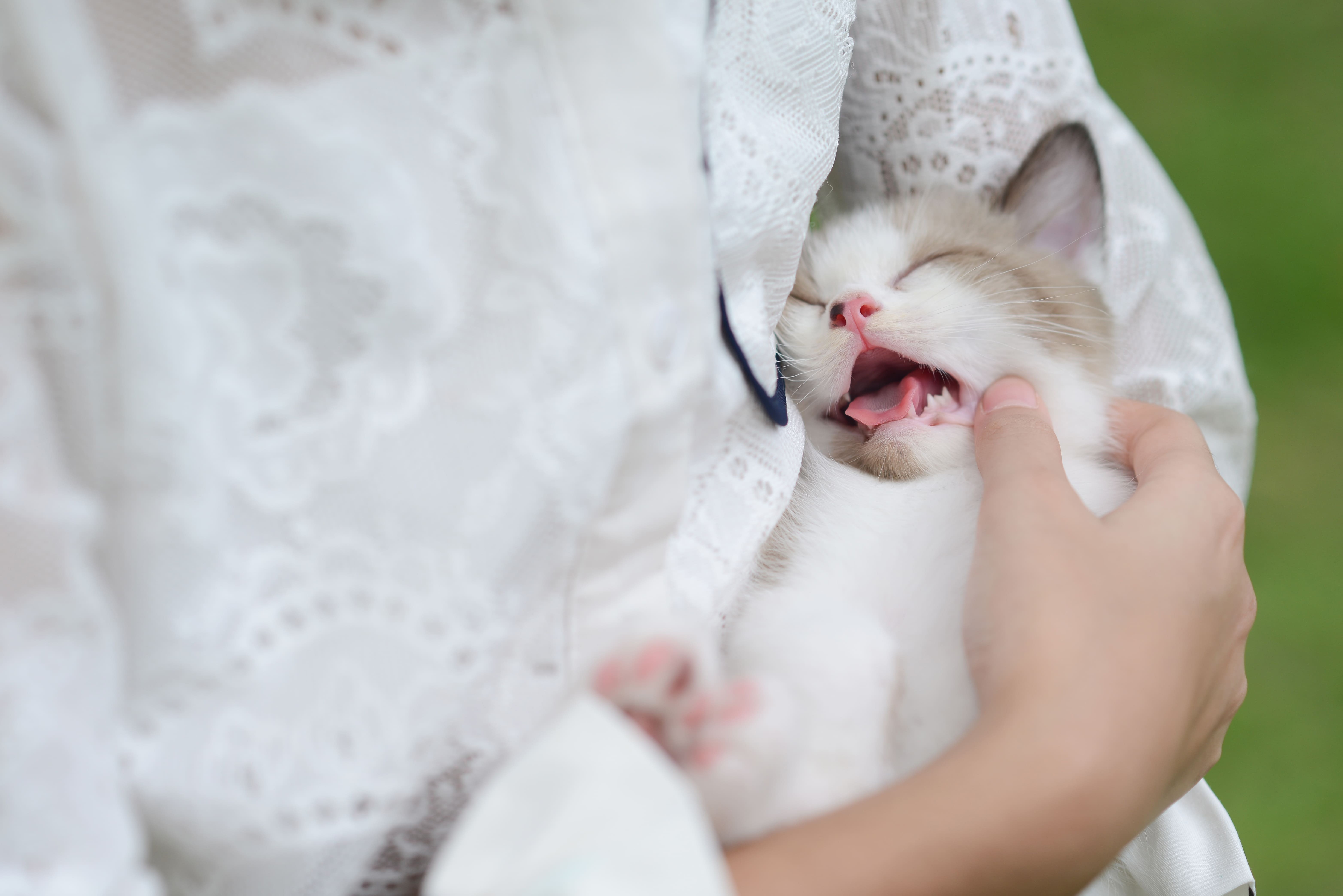 8.complete-guide-to-spay-female-cats-2