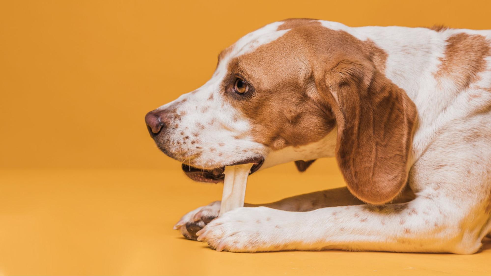 100. AI - when-can-puppies-have-dental-chews-1