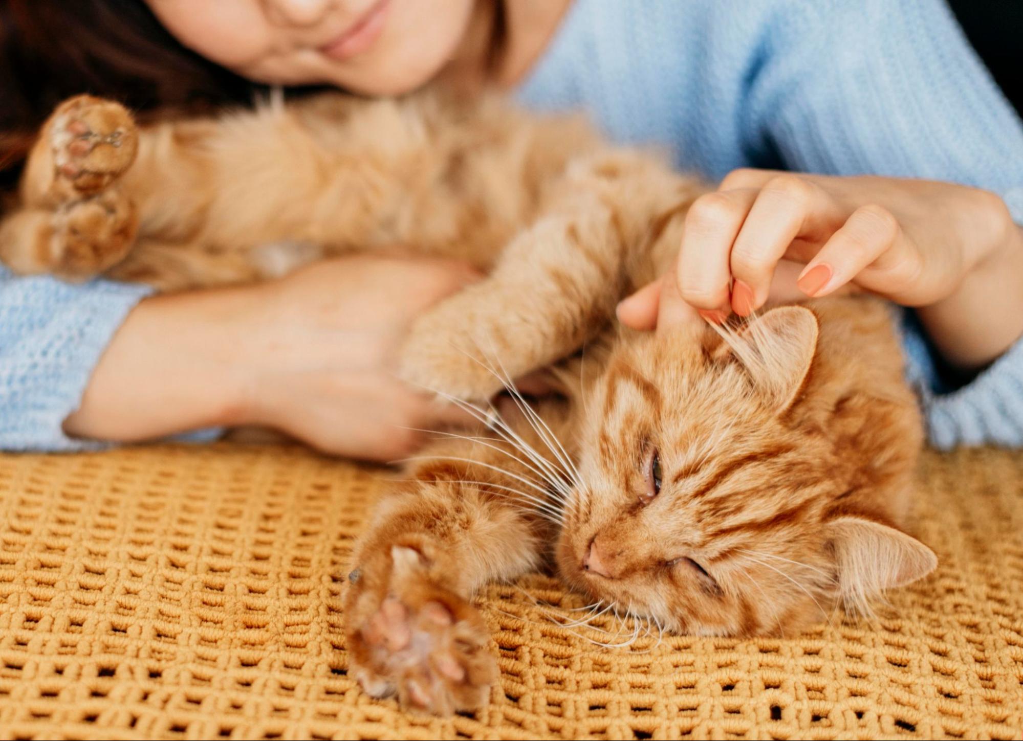 85. AI - cat-parasite-identification-and-treatment-1