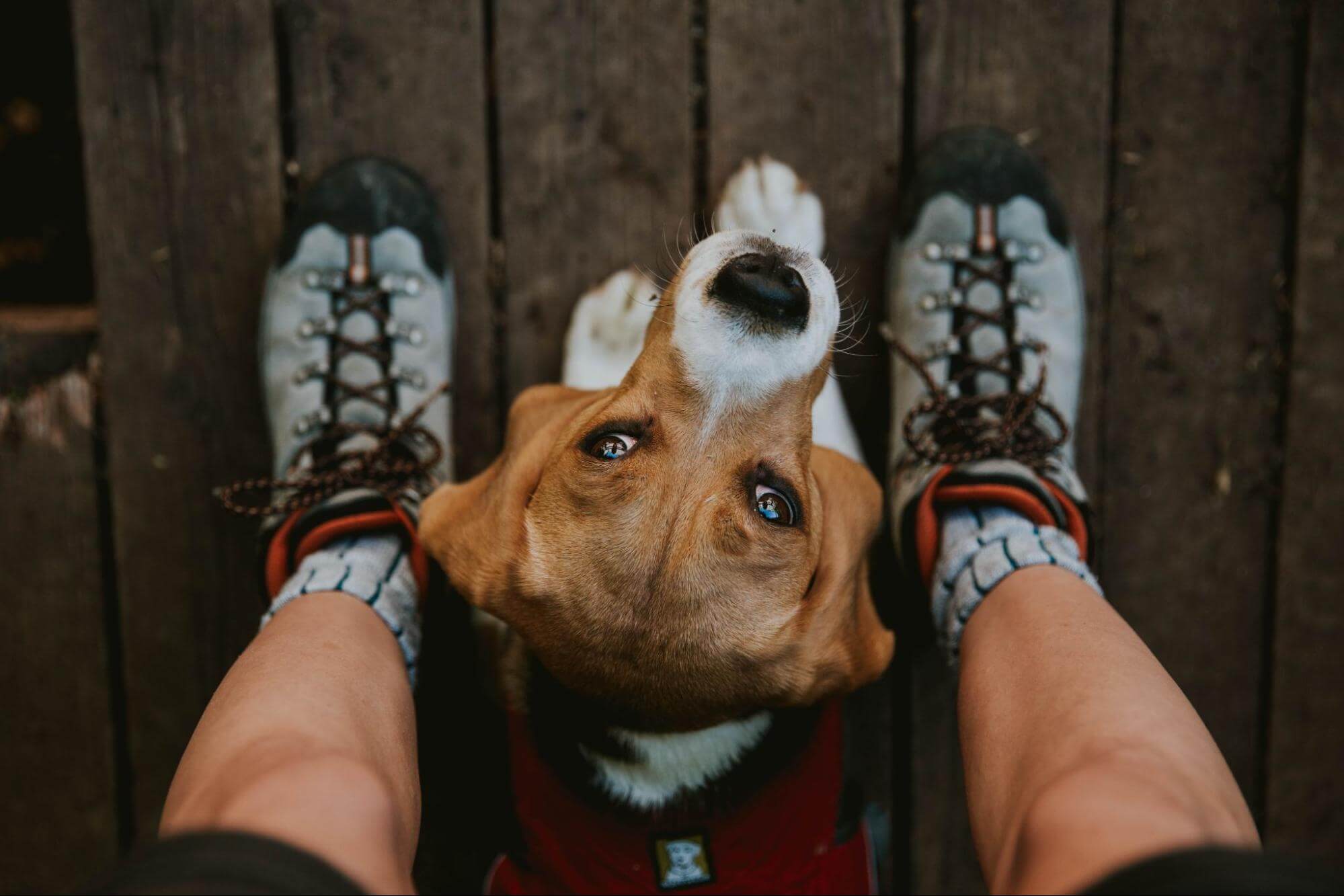 127. AI - the-dog-is-walking-around-restlessly-1