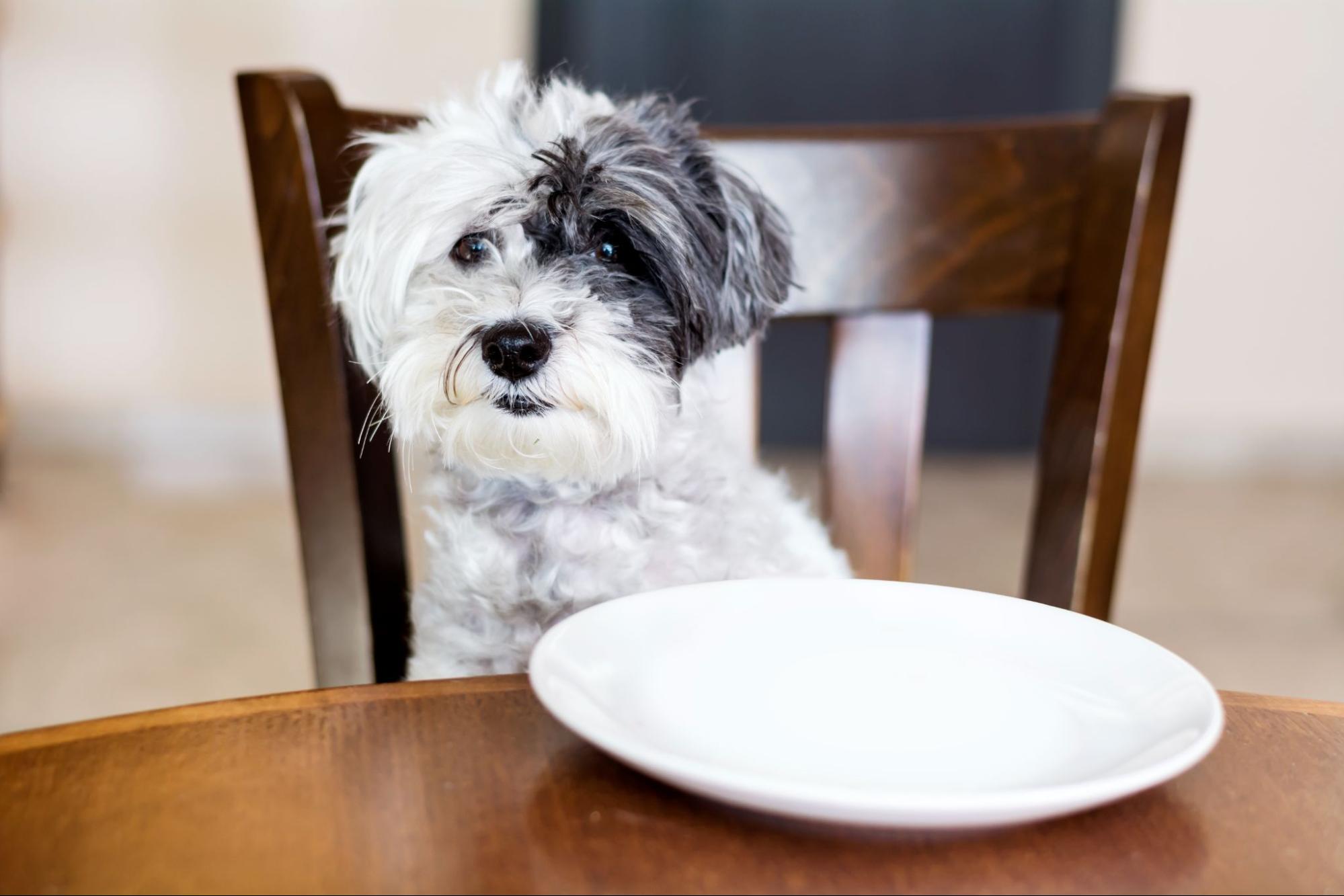 59. AI - can-dogs-eat-grapes-1