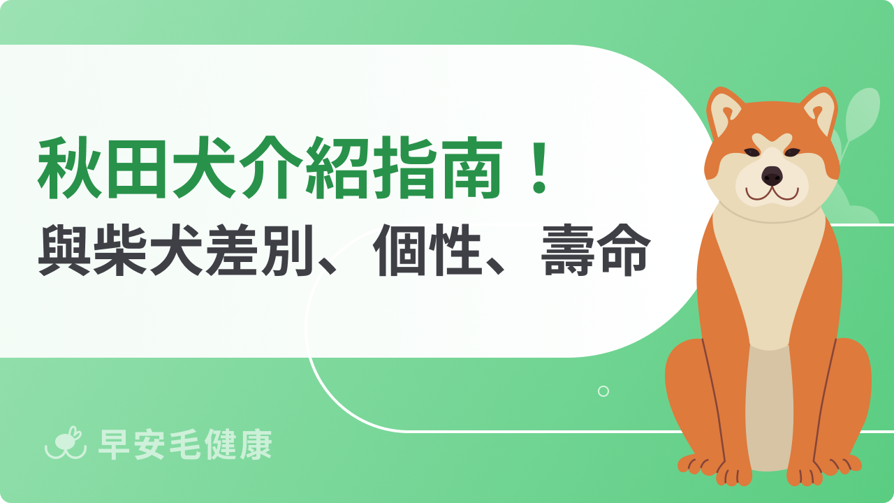 秋田犬與柴犬差別?價格、壽命、大小和個性全解析