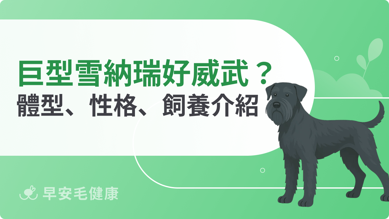 巨型雪納瑞好威武！體型、情緒、活動量超完整介紹