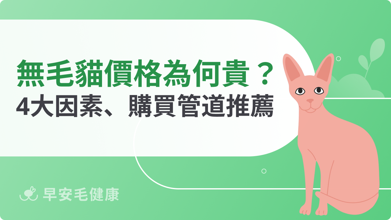 無毛貓價格為什麼這麼高?影響因素與可靠來源一次看懂