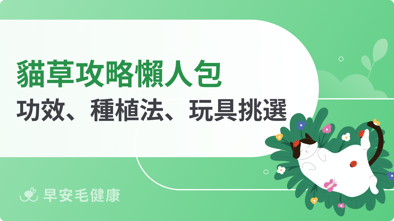 貓草懶人包:健康作用、種植方法、玩具和營養品挑選一次看