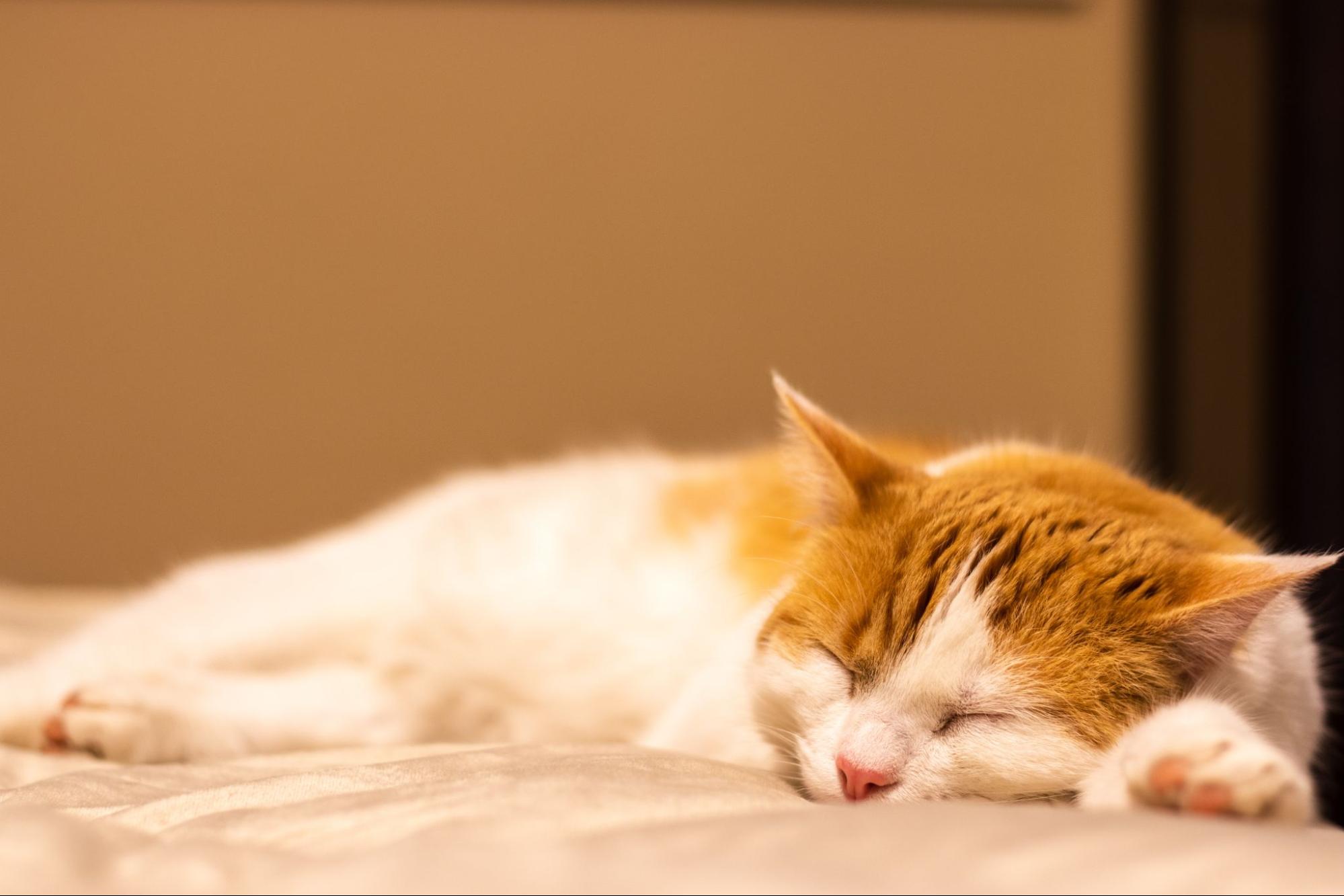 25. AI - cats-sleep-so-much-1