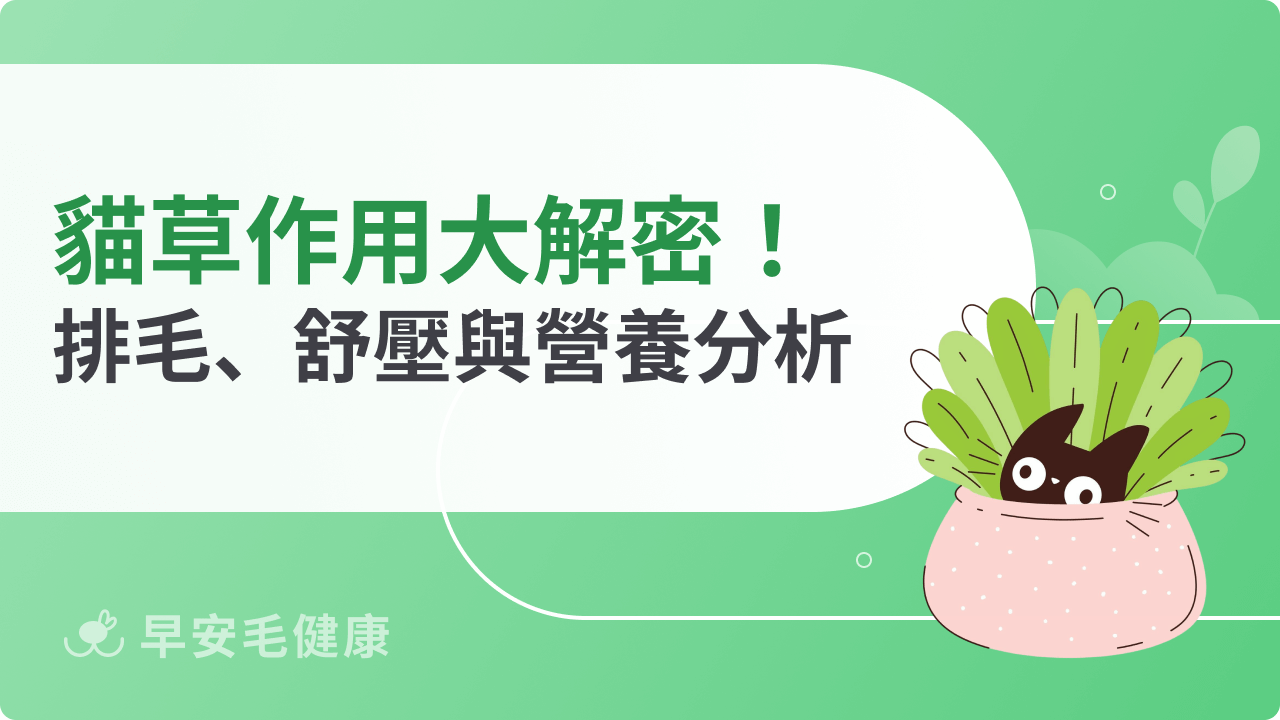貓草作用大解密!排毛球、舒緩情緒與營養補充的