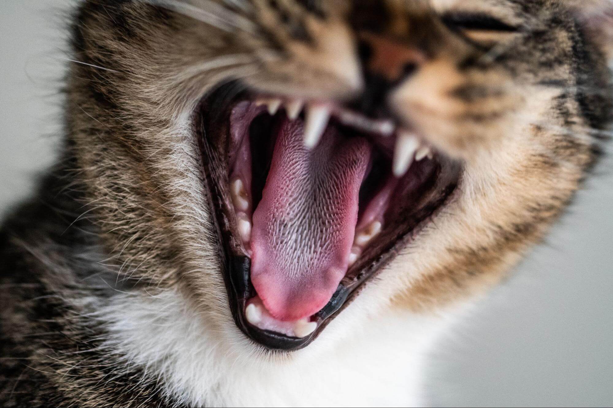 68. AI - kitten-losing-teeth-1