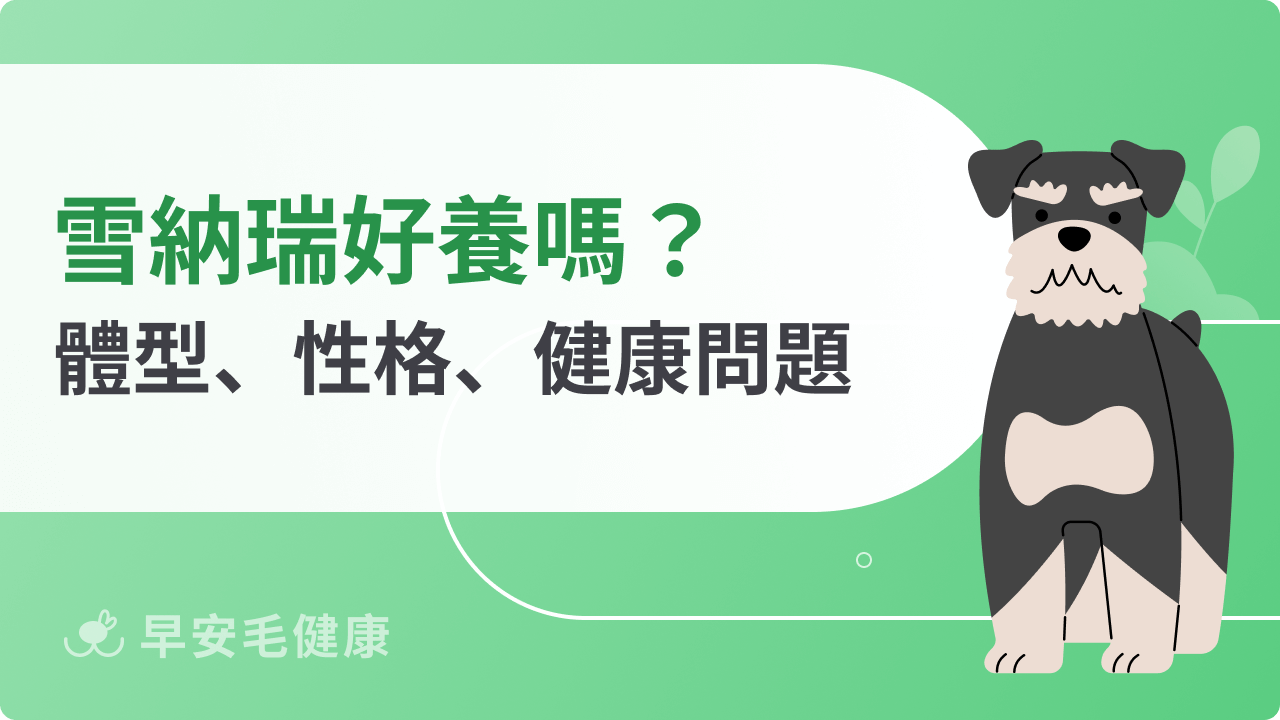 雪納瑞好不好養？有哪些常見疾病？體型、性格、健康問題全攻略