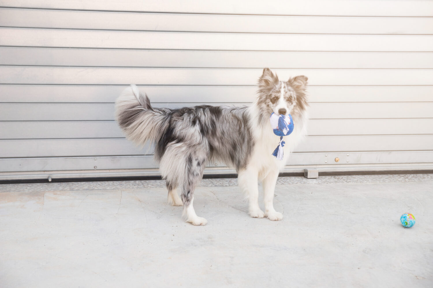 6.border-collie-guide-2