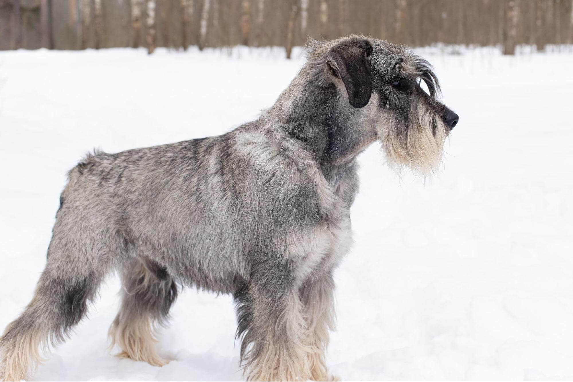 401. AI - schnauzer-iq-1