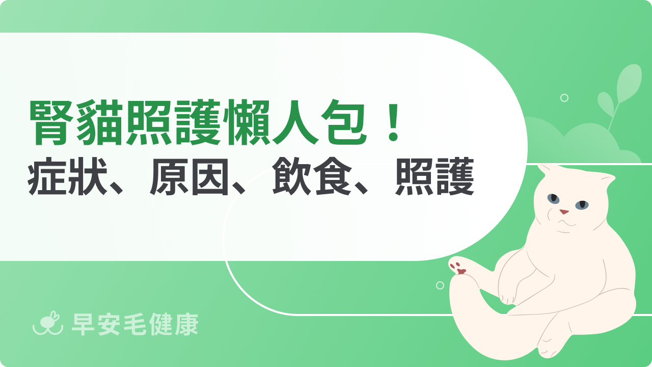 腎貓照護懶人包!腎病貓症狀、原因、飲食、照護全攻略!