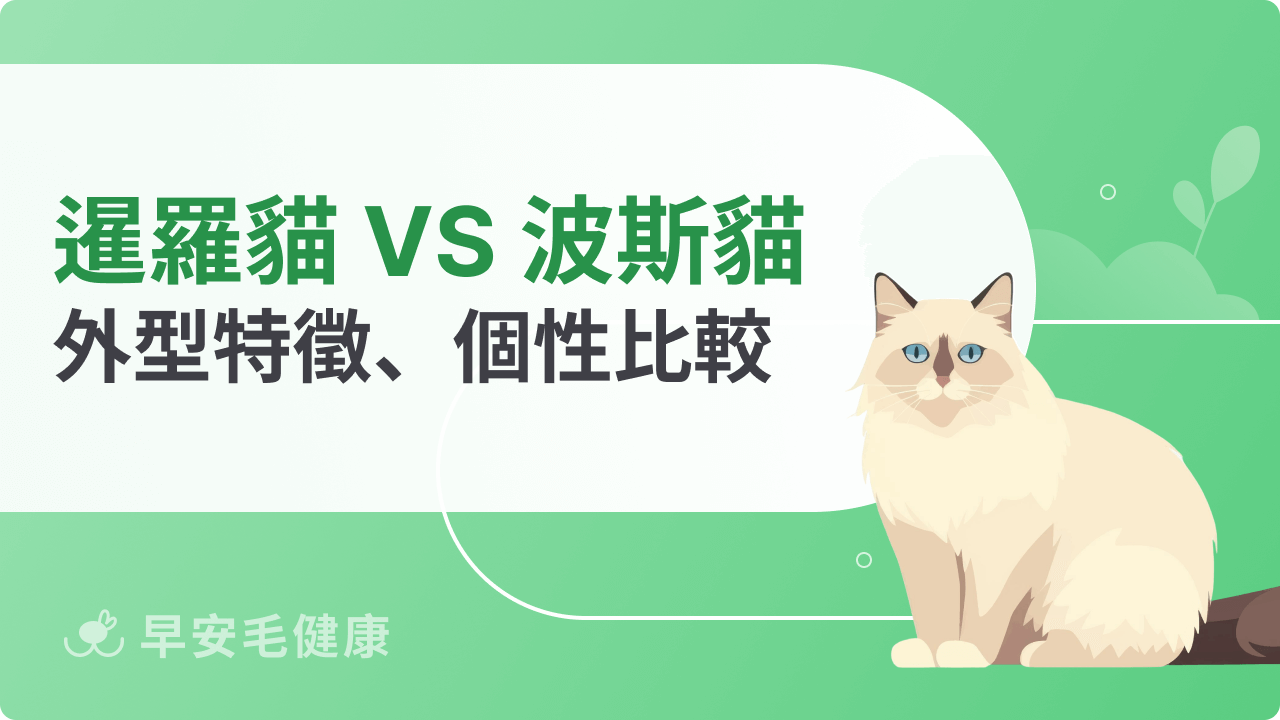 暹羅貓波斯貓大不同!外型特徵、個性比較與飼養指南