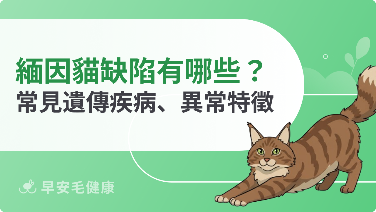 緬因貓缺陷有哪些?緬因貓遺傳疾病、異常特徵解析