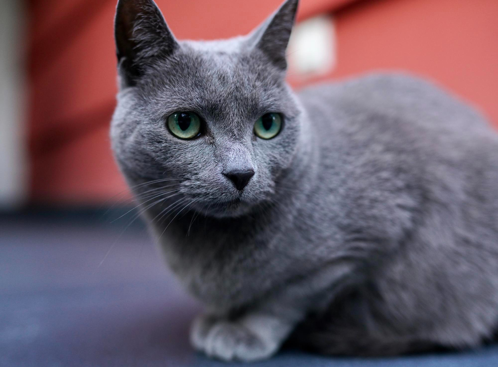 俄羅斯藍貓母雞蹲坐著並看旁邊